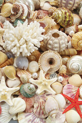 Many amazing seashells and starfishes mixed with pearls