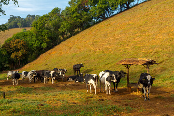 Fototapeta premium Gado da raça Holandesa em área de pastagem de propriedade rural de Guarani, Minas Gerais, Brasil