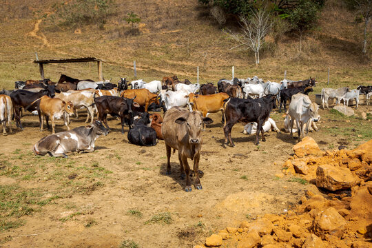 Gado da raça Holandesa em área de pastagem de propriedade rural de Guarani, Minas Gerais, Brasil