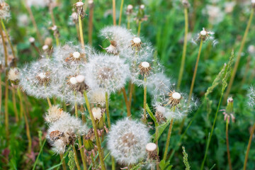 Dandelion without seeds in the summer in the garden