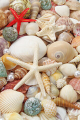 Seashell background, lots of seashells with starfishes and corals	
