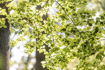 Sonne strahlt durch das Blätterach