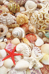 Starfishes and seashells background	