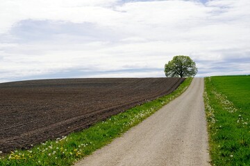 Country road between a field and a meadow. On the horizon there is a solitary tree. The sky is...