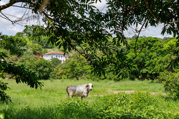 Fototapeta premium Gado da raça Holandesa em área de pastagem de propriedade rural de Guarani, Minas Gerais, Brasil