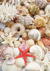 Many tropical colorful seashells, corals and starfishes mixed with pearls	