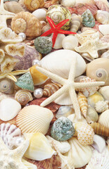 Starfishes and seashells background, lots of amazing seashells and starfishes mixed	