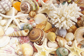 Many tropical seashells, sea urchin, corals and starfishes as background	