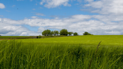 green field and blue sky
