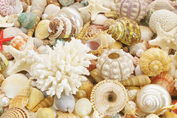 Many different seashells, sea urchin, corals and starfishes as background