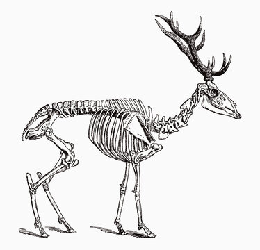 Skeleton of male red deer in profile view, after antique engraving from the 19th century
