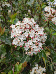 Viburnum, scientific name Viburnum carlesii, a shrub with white flowers that bloom in spring with a far-reaching and seductive fragrance like a perfume
