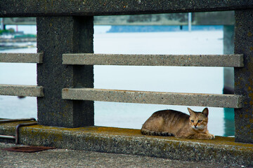 桂島と猫