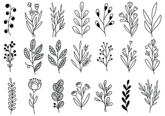 collection forest fern eucalyptus art foliage natural leaves herbs in line style. Decorative beauty elegant illustration for design hand drawn flower