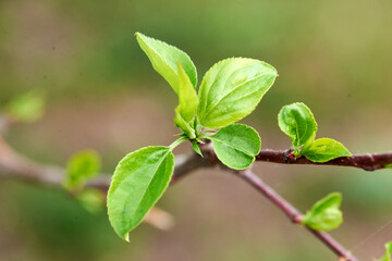 Fototapeta na wymiar green young cherry leaves in the garden