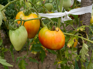 Close up of  bunch of ripening tomatoes on plant in garden, healthy antioxidant rich food