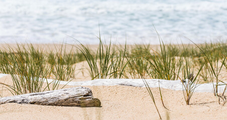 seagrass and driftwood on the beach - 435448821