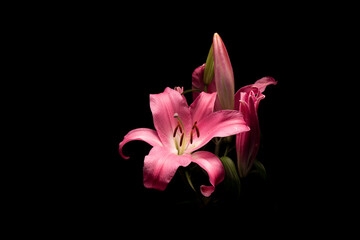 Fiore Giglio