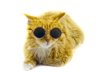 Portrait of a beautiful cute fluffy ginger cat wearing sunglasses on white background