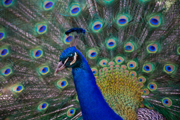 Fototapeta premium Peacock 