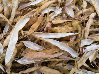 Pile of dry empty open bean pods, legume yield