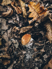 Beautiful edible mushroom boletus with brown cap in grass in autumn woodland. Boletus edulis. Porcini mushroom growing in fall woods. Tasty delicious fungi