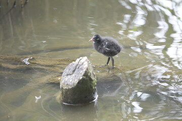 Coot chick