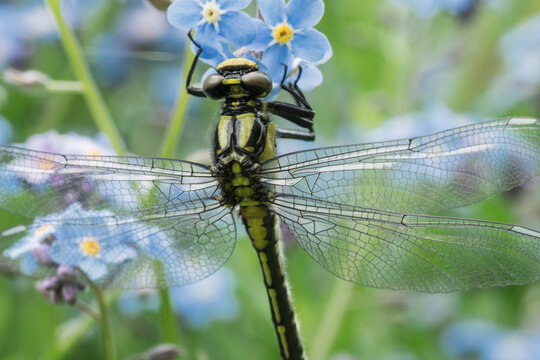 a dragonfly on a blue flower