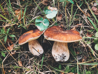 Fototapeta premium Beautiful mushrooms boletus on grass in sunny autumn woodland, top view. Boletus edulis family. Gathering porcini mushrooms in fall woods. Picking tasty delicious edible fungi