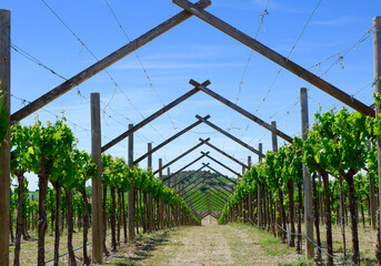 Path in vineyard between lines of vines. Somontano wine region, Aragon, Spain