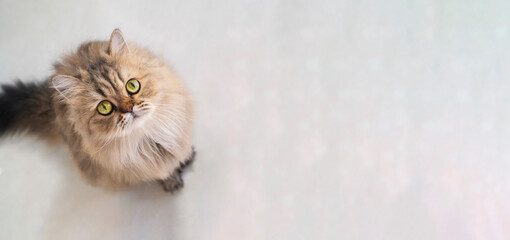 Top view of cute happy british longhair chinchilla persian kitten cat standing and looking up at...