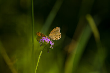 A small butterfly sitting on the grass in summer meadow during morning hours in Northern Europe.