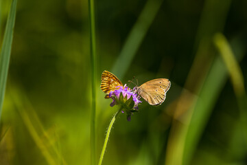 A small butterfly sitting on the grass in summer meadow during morning hours in Northern Europe.