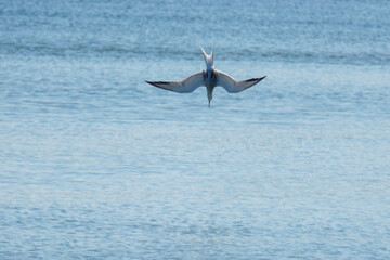white tern flies close above the water in search of prey