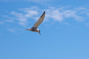 white tern flies close above the water in search of prey