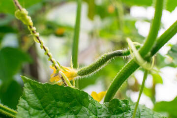 Small cucumber with thorns in greenhouse close up