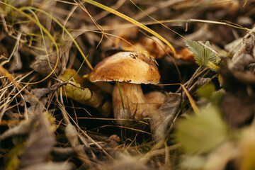 Fototapeta premium Beautiful edible mushroom boletus with brown cap in autumn woodland, soft focus. Boletus edulis. Porcini mushroom growing in fall woods. Tasty delicious fungi