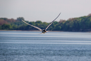 Obraz premium white tern flies close above the water in search of prey