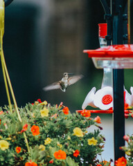 hummingbird feeding on a flower