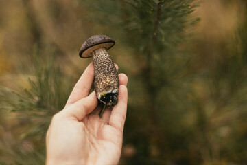 Hand holding beautiful edible mushroom with brown cap on background of autumn woods. Person picking Brown Birch Bolete mushrooms. Leccinum scabrum. Gathering mushrooms in fall. Soft focus