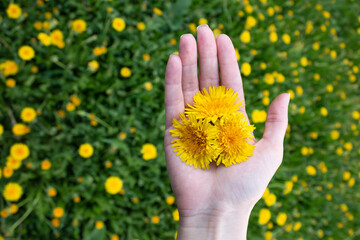 Taraxacum flowers. Bright yellow flowers in hand.