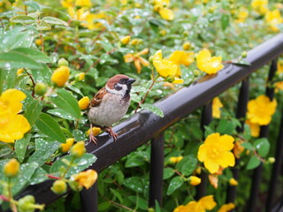キンシバイとスズメ