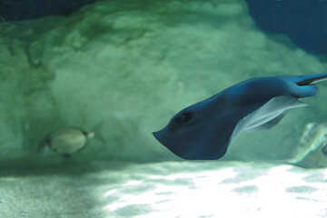 a stingray is swimming in the tank in the zoo