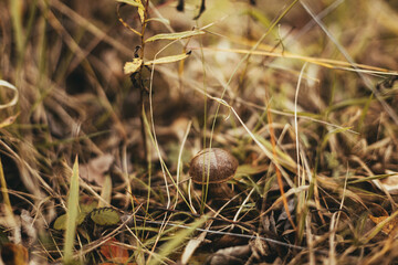 Beautiful edible mushroom with brown cap in autumn grass in sunny woodland. Brown Birch Bolete. Leccinum scabrum mushroom growing in fall woods. Soft Focus