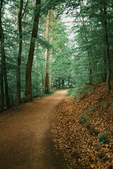 Stroll through the woods 1