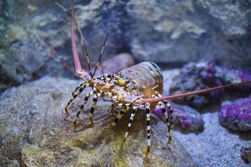 a crab on a stone is looking for something to eat