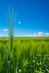 Obraz premium green corn field in may and the blue sky is almost cloudless