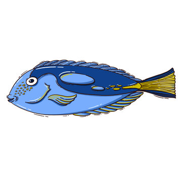 siamese fighting fish