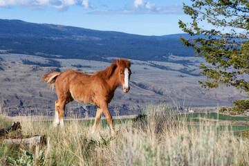 Young Horse in a field during a sunny spring day. Taken in Savona, British Columbia, Canada.