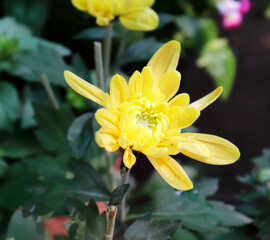 Fototapeta premium closeup Chrysanthemum yellow flower from india